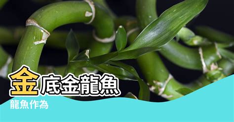 金龍魚風水|【龍魚與風水】龍魚風水學 